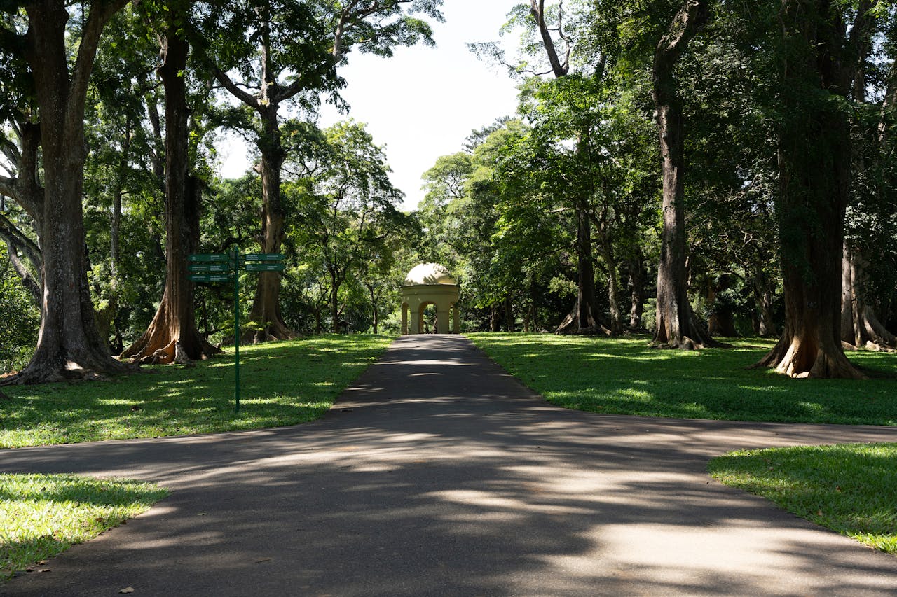 A walkway lined with trees