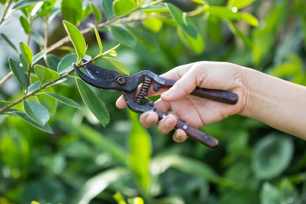 plant pruning